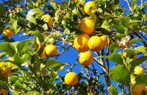 Lemons growing on lemon tree Stock Photos