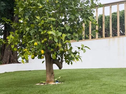 Lemons growing on a lemon tree, in various stages of ripeness, with some st.. Stock Photos