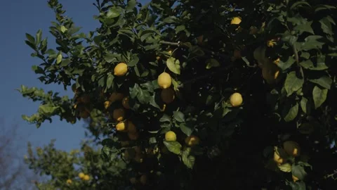 Lemons growing on tree branches in daylight Stock Footage 325839292