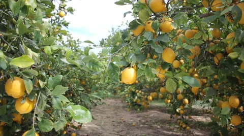 Lemons Growing On Tree In Lemon Orchard Stock Footage 47286648