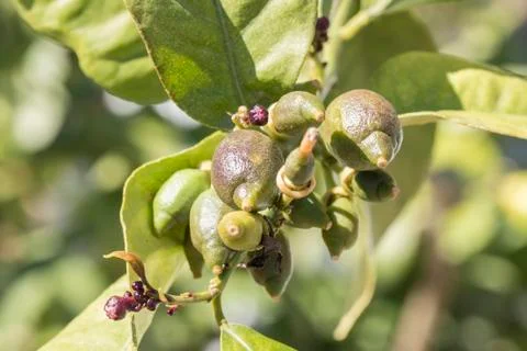 Lemons growing on the tree in spring Stock Photos