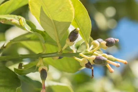 Lemons growing on the tree in spring Stock Photos
