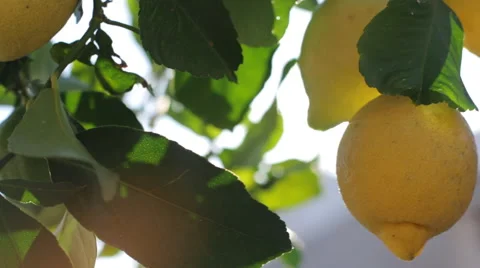 Lemons Growing On Tree Under The Sunny Rays Stock Footage 57648077