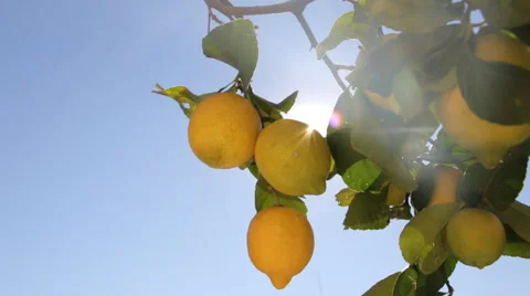 Lemons Growing On Tree Under The Sunny Rays Stock Footage 57649605