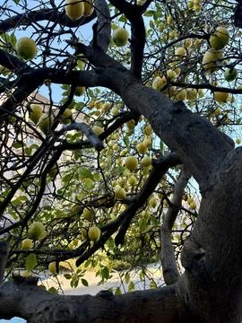 Lemons growing under the window Stock Photos