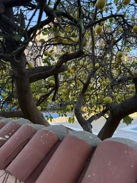 Lemons growing under the window Stock Photos
