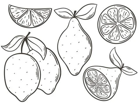 Lemons hand engraving set vector graphics Stock Illustration