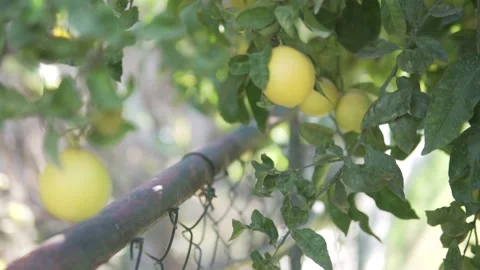 Lemons hang from a tree Stock Footage 221028944