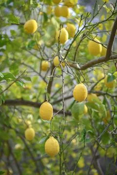 Lemons hanging on branches of lemon tree in a fruit garden Stock Photos
