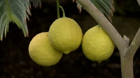 Lemons Hanging On Lemon Tree. Lemons growing on tree in a garden Stock-Footage 87463752