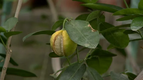 Lemons Hanging On Lemon Tree. Lemons growing on tree in a garden Stock Footage 87464143