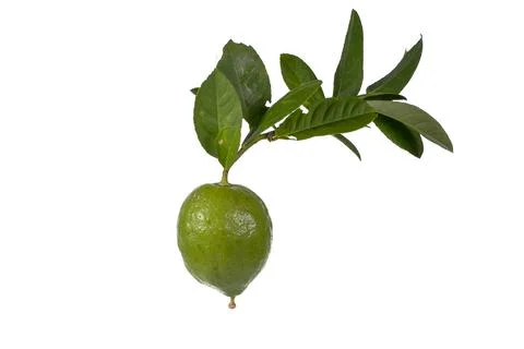 Lemons Hanging on a Lemon tree Stock Photos