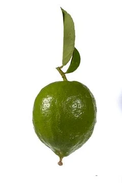 Lemons Hanging on a Lemon tree Stock Photos