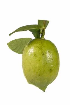 Lemons Hanging on a Lemon tree Stock Photos