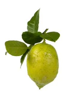 Lemons Hanging on a Lemon tree Stock Photos