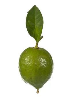 Lemons Hanging on a Lemon tree Stock Photos