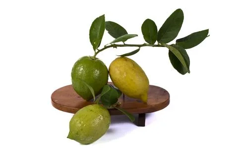 Lemons Hanging on a Lemon tree Stock Photos