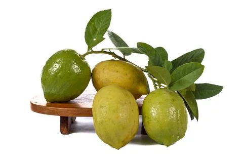 Lemons Hanging on a Lemon tree Stock Photos