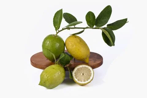 Lemons Hanging on a Lemon tree Stock Photos