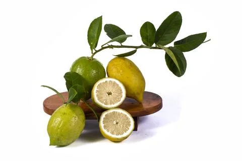 Lemons Hanging on a Lemon tree Stock Photos