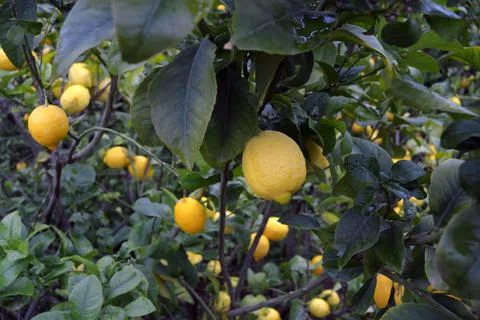 Lemons hanging on the tree branch Stock Photos