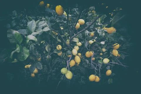 Lemons hanging on the tree branch Stock Photos