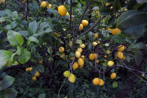 Lemons hanging on the tree branch Stock Photos