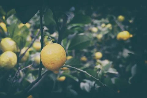 Lemons hanging on the tree branch Foto stock