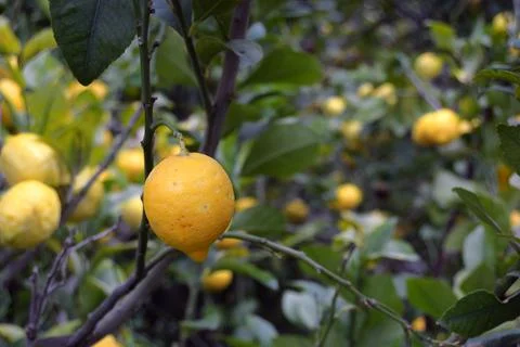 Lemons hanging on the tree branch Stock Photos