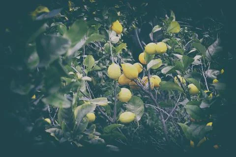 Lemons hanging on the tree branch Stock Photos