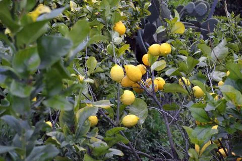 Lemons hanging on the tree branch Stock Photos