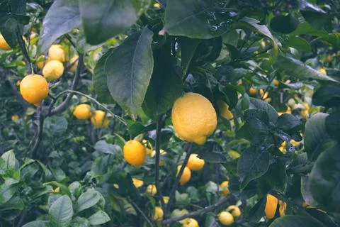 Lemons hanging on the tree branch Stock Photos