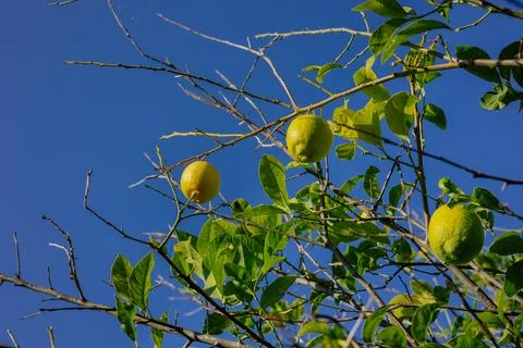 Lemons hanging on tree branches against blue sky in a sunny day Stock Photos