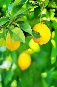 Lemons hanging on tree Stock Photos