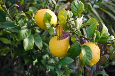 Lemons hanging on a tree Stock Photos