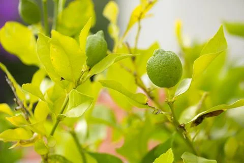 Lemons hanging on tree Stock Photos