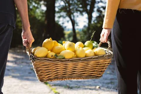 Lemons harvest Stockfoto's