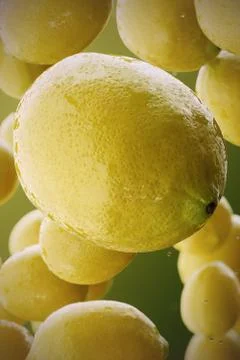 Lemons. Stock Illustration