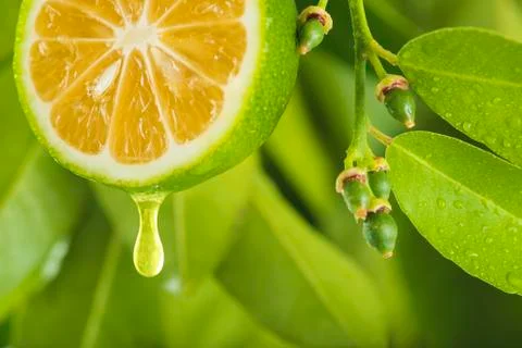 Lemons Stock-Illustration