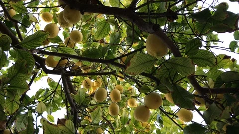 Lemons on a lemom tree Stock-Footage 100196041