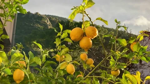 Lemons on a lemon tree after rain Stock Footage 148157839