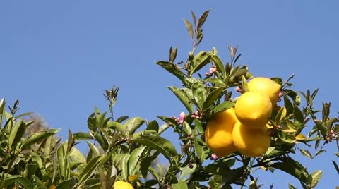 Lemons on lemon tree with blue sky Stock Footage 21553767