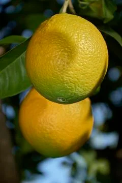 Lemons on lemon tree branch Stock Photos