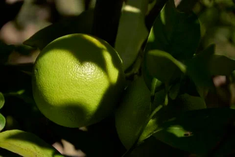 Lemons on lemon tree branch Stock Photos