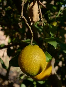 Lemons on lemon tree branch Stock Photos