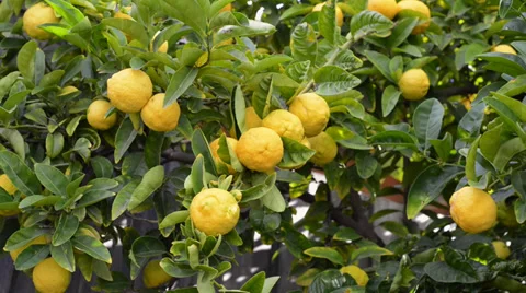 Lemons on lemon tree Stock Footage 39371389