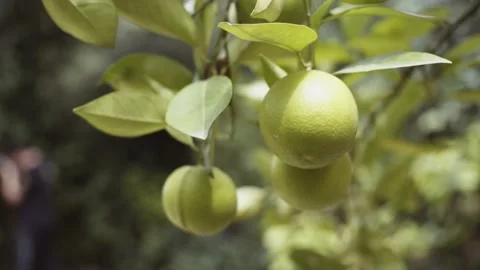 Lemons in the lemon tree Stock Footage 132221124