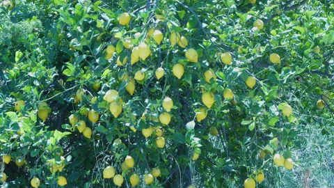Lemons on a Lemon Tree Stock Footage 137945165