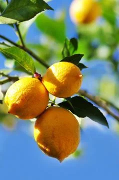 Lemons on lemon tree in nature. fruit background Stock Photos