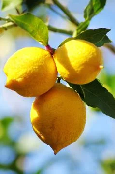 Lemons on lemon tree in nature Stock Photos